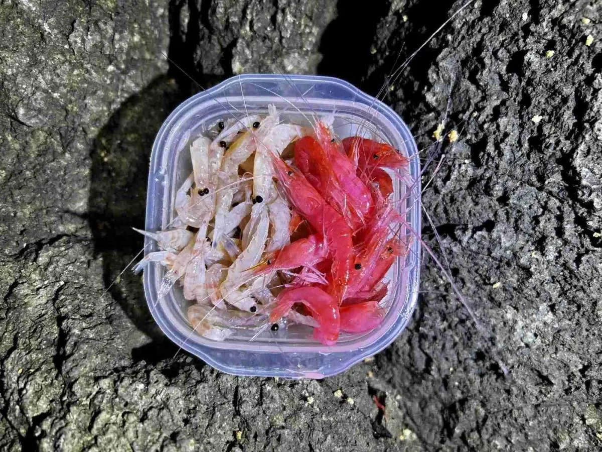加工オキアミと丸エビを準備した。この日は魚の活性が低かったため、夜釣りの特攻エサである丸エビの活躍はなかった。©釣りビジョン