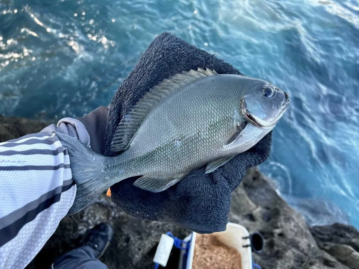 30cm弱の活発な尾長グレが楽しませてくれた。©釣りビジョン