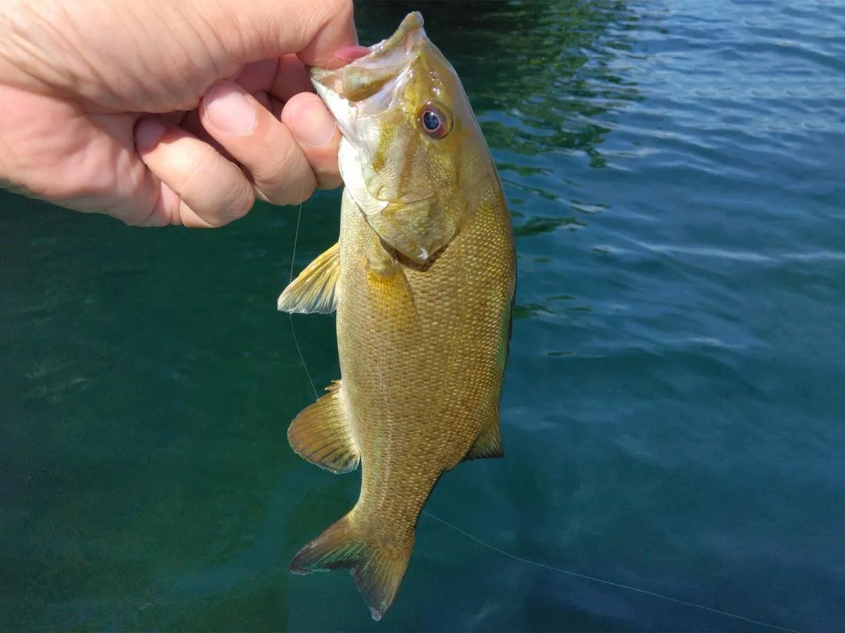 ネコリグで釣れた1匹目。©釣りビジョン