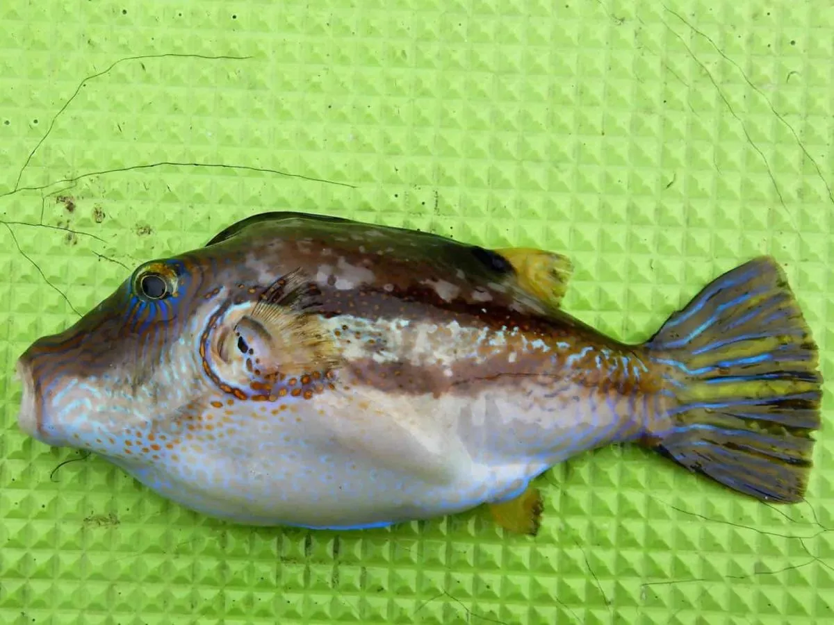 神奈川県三崎で釣れた12cmのキタマクラ。内臓と皮、皮膚の粘膜にも弱毒がある。触ったときは手を洗った方がいい。©釣りビジョン　写真提供：大川雅治