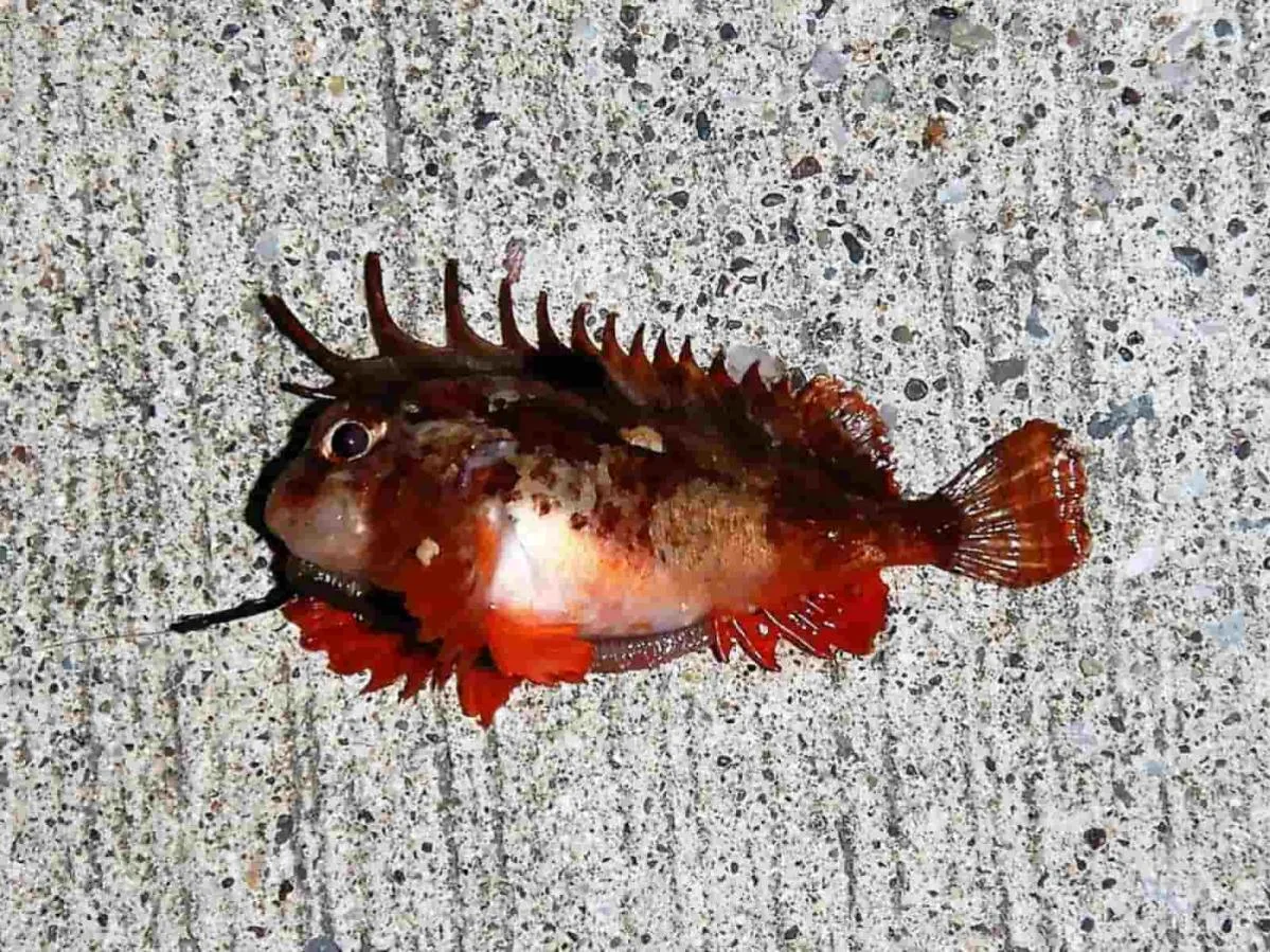 千葉県館山で釣れた7cmのハオコゼ。背ビレ、尻ビレ、腹ビレの棘に毒がある。身は無毒だが食べるほどの身は無い。©釣りビジョン　写真提供：大川雅治