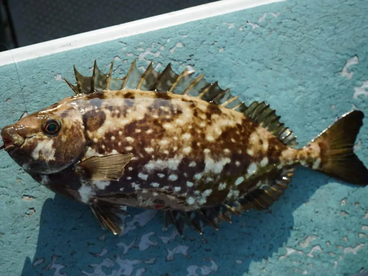 神奈川県城ヶ島で釣れた25cmのアイゴ。背ビレ、腹ビレ、尻ビレに毒のある棘がある。身は唐揚げなどで美味しく食べられる。背ビレの一番前側に埋没している棘も必ず切り落とすこと。©釣りビジョン　写真提供：大川雅治