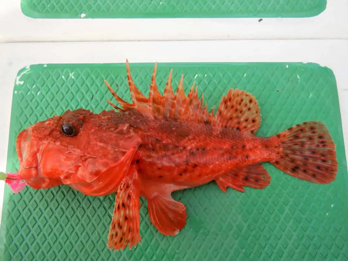 こちらはイズカサゴ。背ビレ、尻ビレに毒があるので取り扱い注意。©釣りビジョン　写真提供：大川雅治