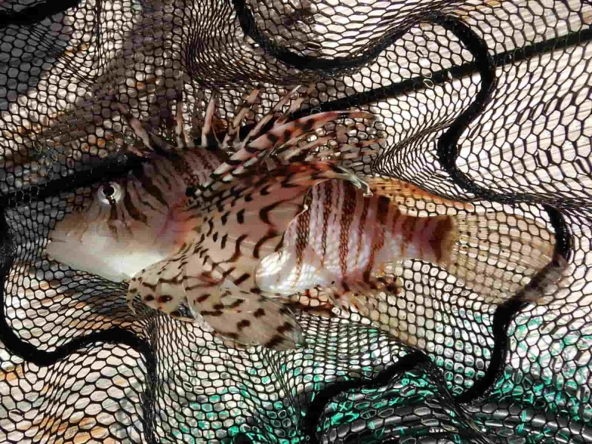 ミノカサゴ。背ビレ、尻ビレに毒のある棘がある。身は美味しい。©釣りビジョン　写真提供：大川雅治