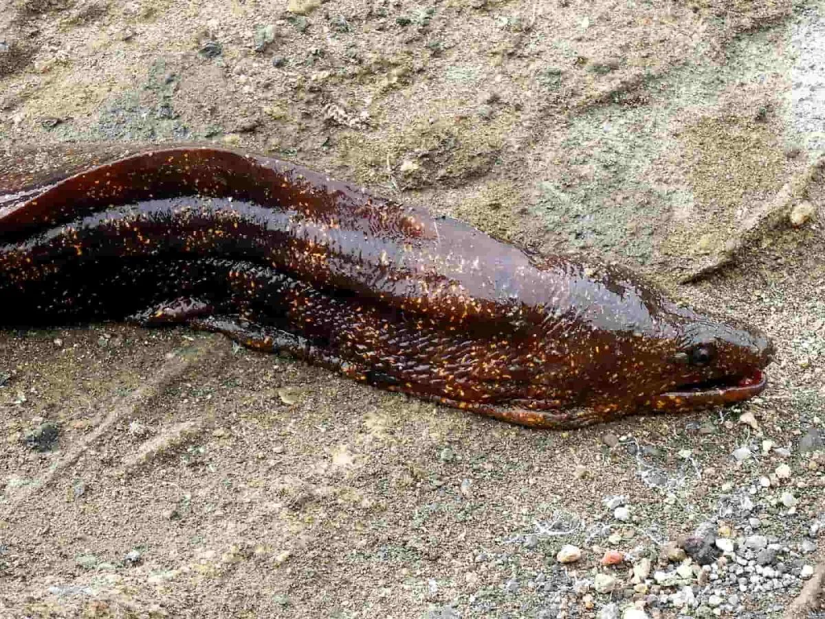 ウツボ類。鋭い歯があり、噛みつきに注意。©釣りビジョン　写真提供：大川雅治