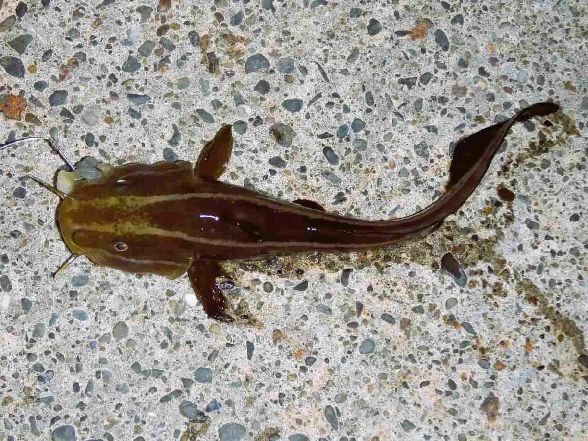 ゴンズイ。背ビレ、胸ビレの棘に毒があるが、身は美味しい。©釣りビジョン　写真提供：大川雅治