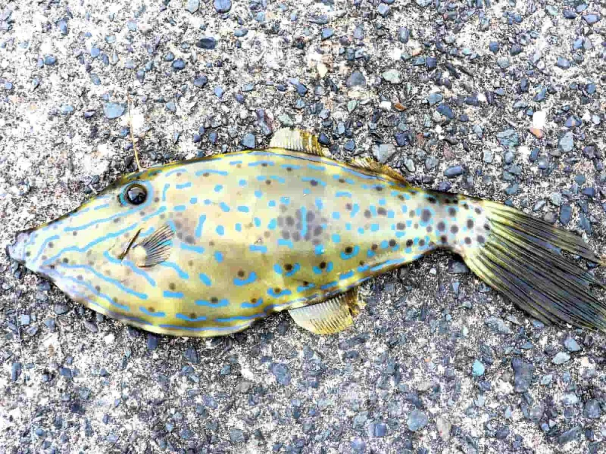 ソウシハギ。内臓にパトリキシンという毒がある。釣れたらリリース。©釣りビジョン　写真提供：大川雅治