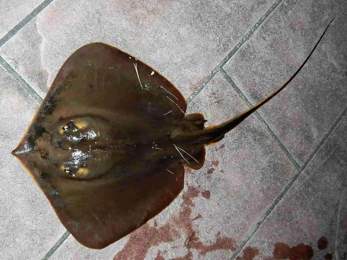 エイ類。尻ビレに毒のある棘が1～3本あり、刺されると病院行きになるので取り扱い注意。©釣りビジョン　写真提供：大川雅治