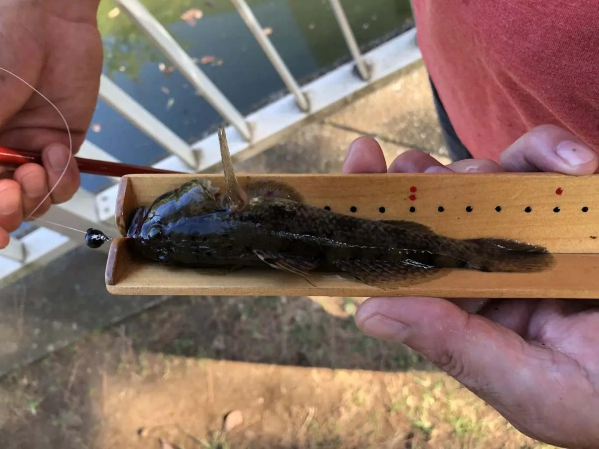 ハセガワ自作の「ハゼスケール」で計測すると、16cmだった。©横沢鉄平