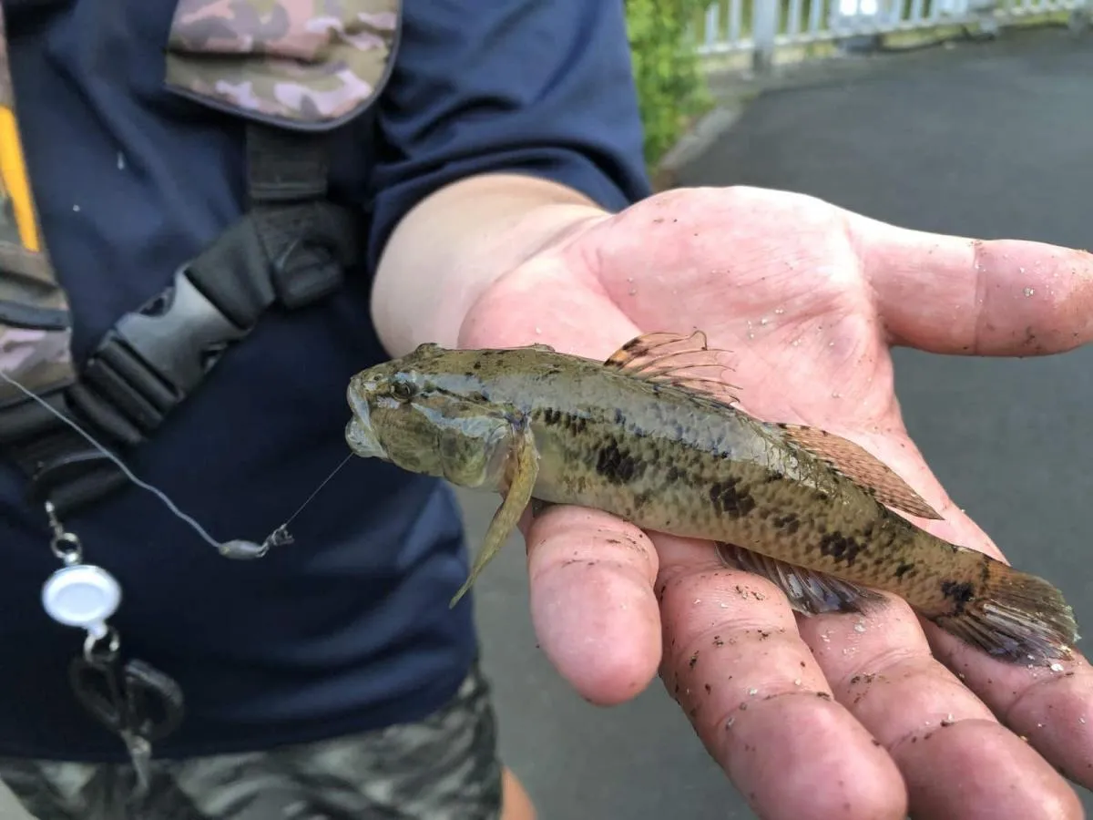 俺もでかいハゼ釣った！©横沢鉄平