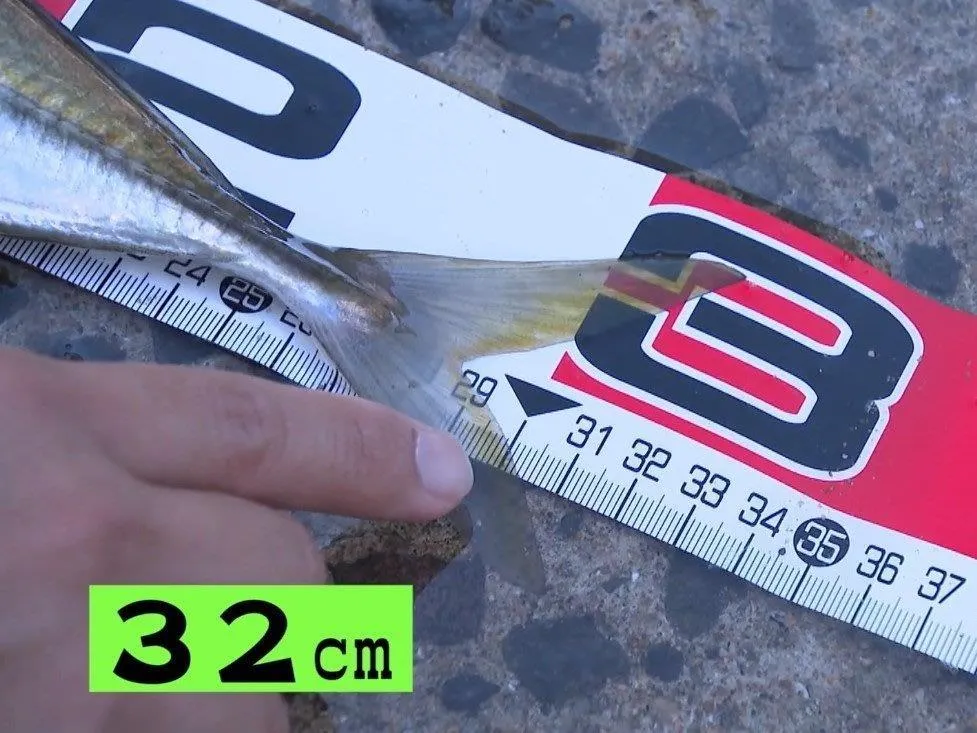 32cmの尺アジ現る！