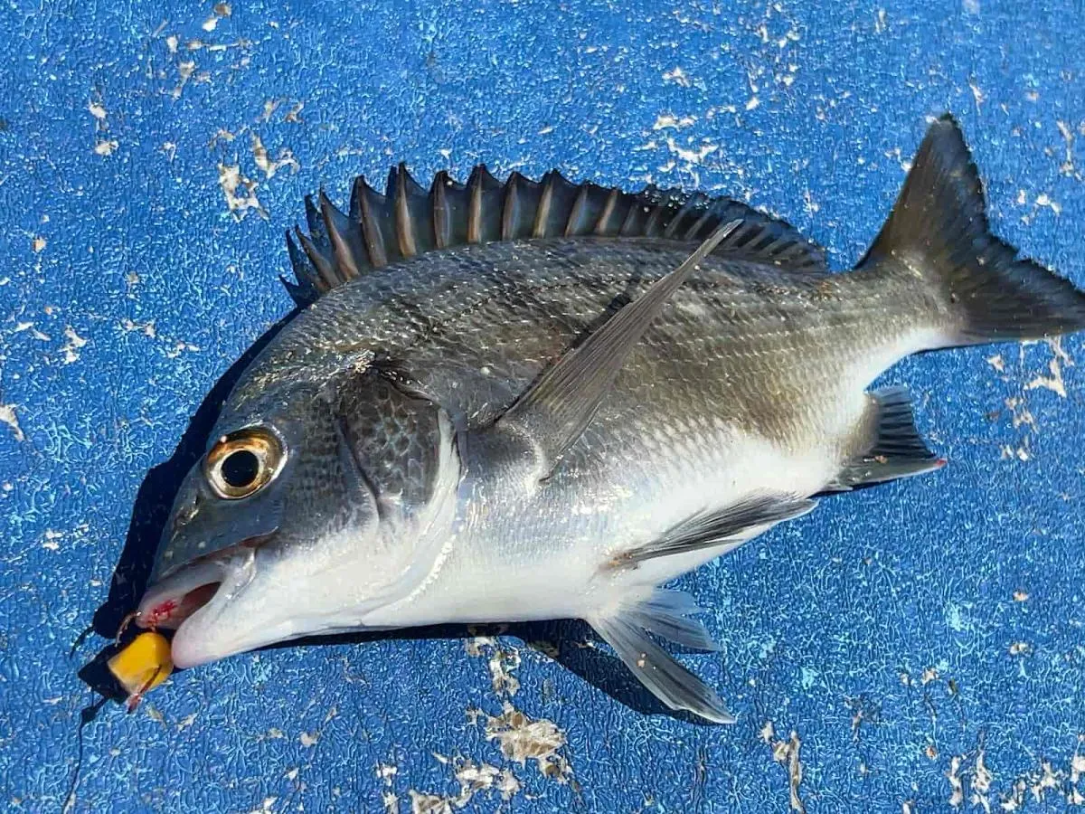 初めてのダンゴ釣りで手にした“ちぃかわ”クロダイ　©釣りビジョン