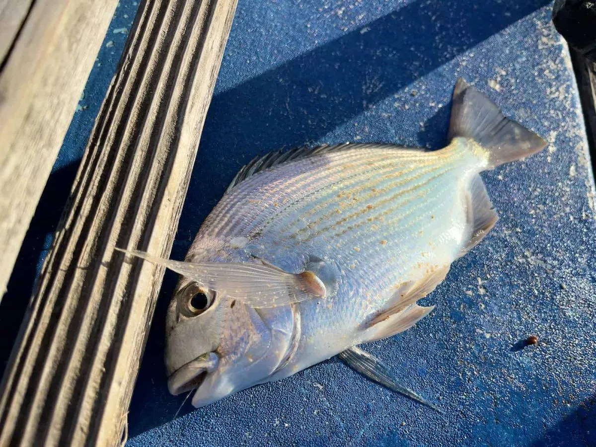 30cm弱のヘダイ、一部の大会では計量対象となる魚種　©釣りビジョン