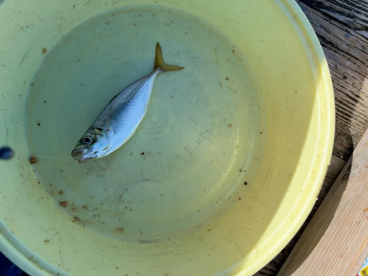 よく釣れるので手釣りでの合わせのコツを掴むのに最適　©釣りビジョン
