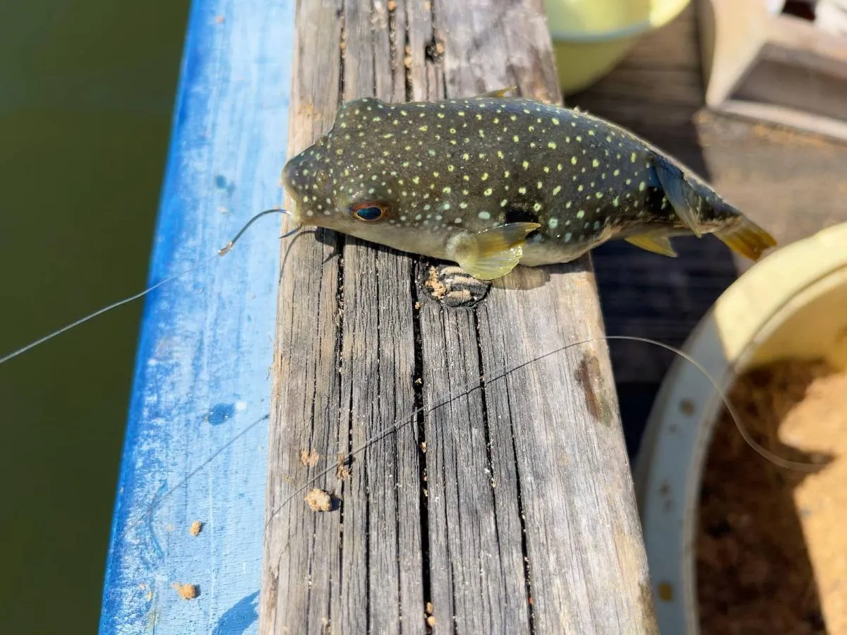 手釣りだとクサフグのアタリも明確に取れる　©釣りビジョン