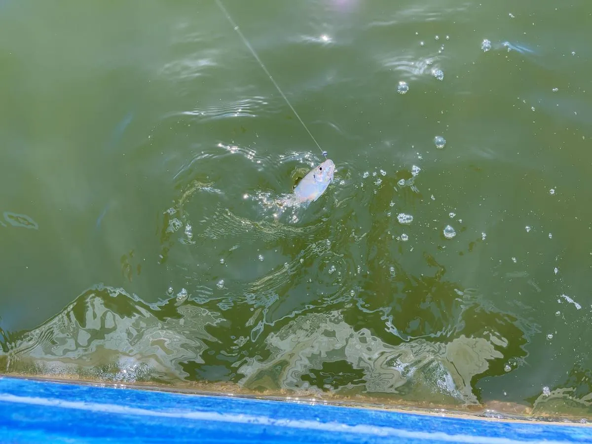 ダンゴ釣りで最初の釣果はアジ　©釣りビジョン