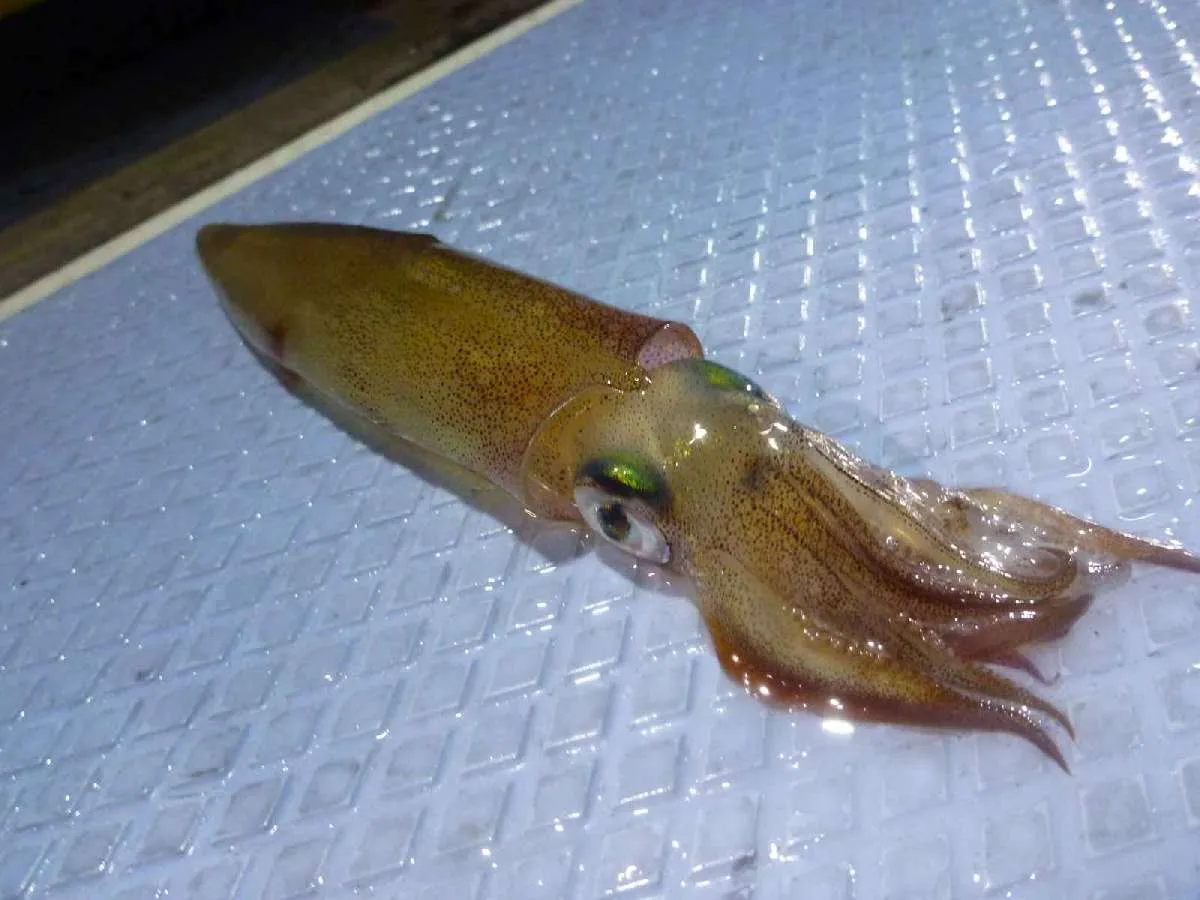 マルイカ。甘味がありとても美味しい。©釣りビジョン