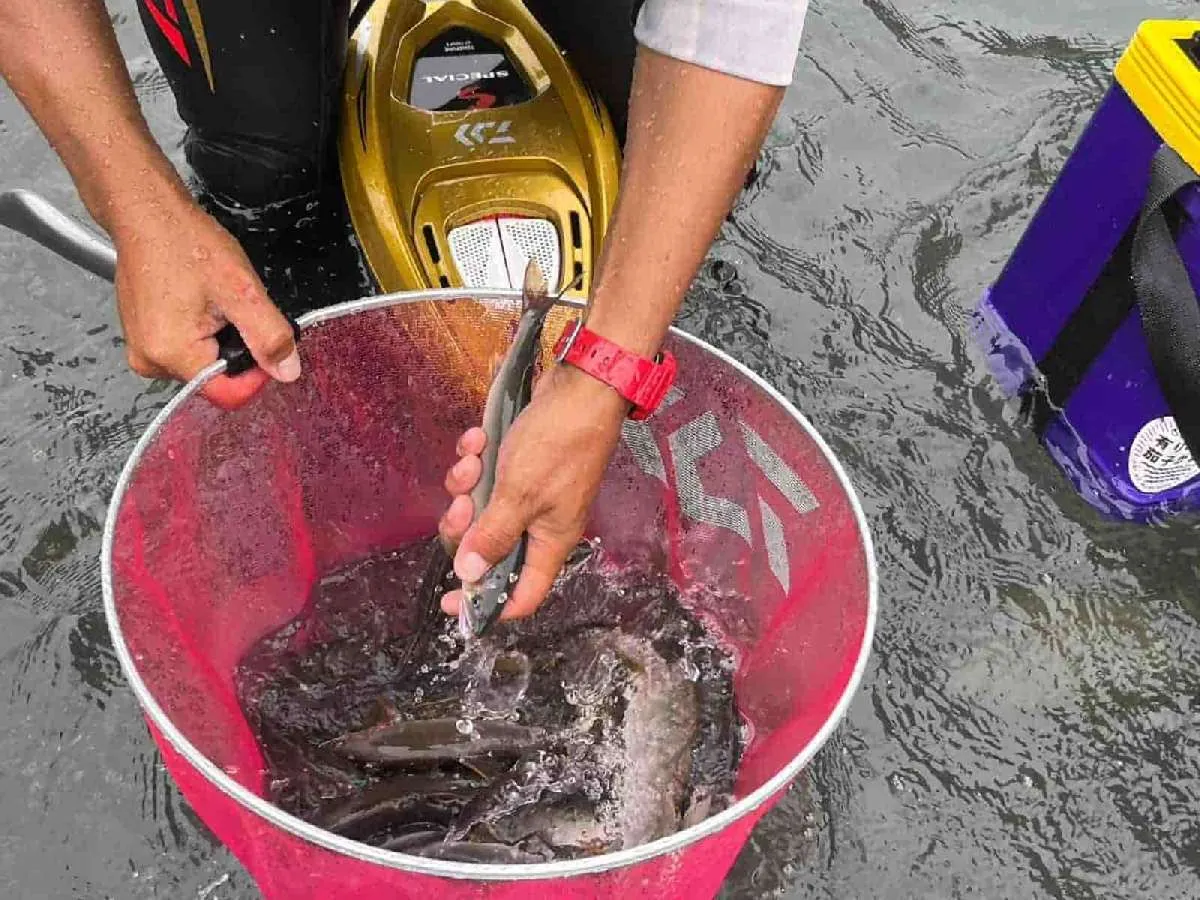 アニキの引き舟はアユでいっぱい！釣りがうまい人のアユはみんな元気な状態だ！©釣りビジョン