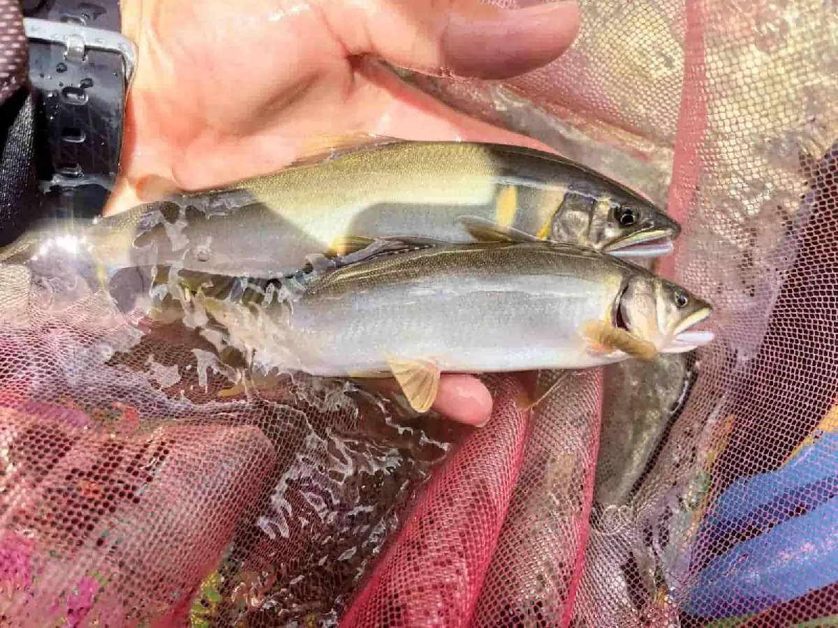 移動したポイントではアユが良く掛かる！アタリも強く楽しい鮎釣りだ！©釣りビジョン