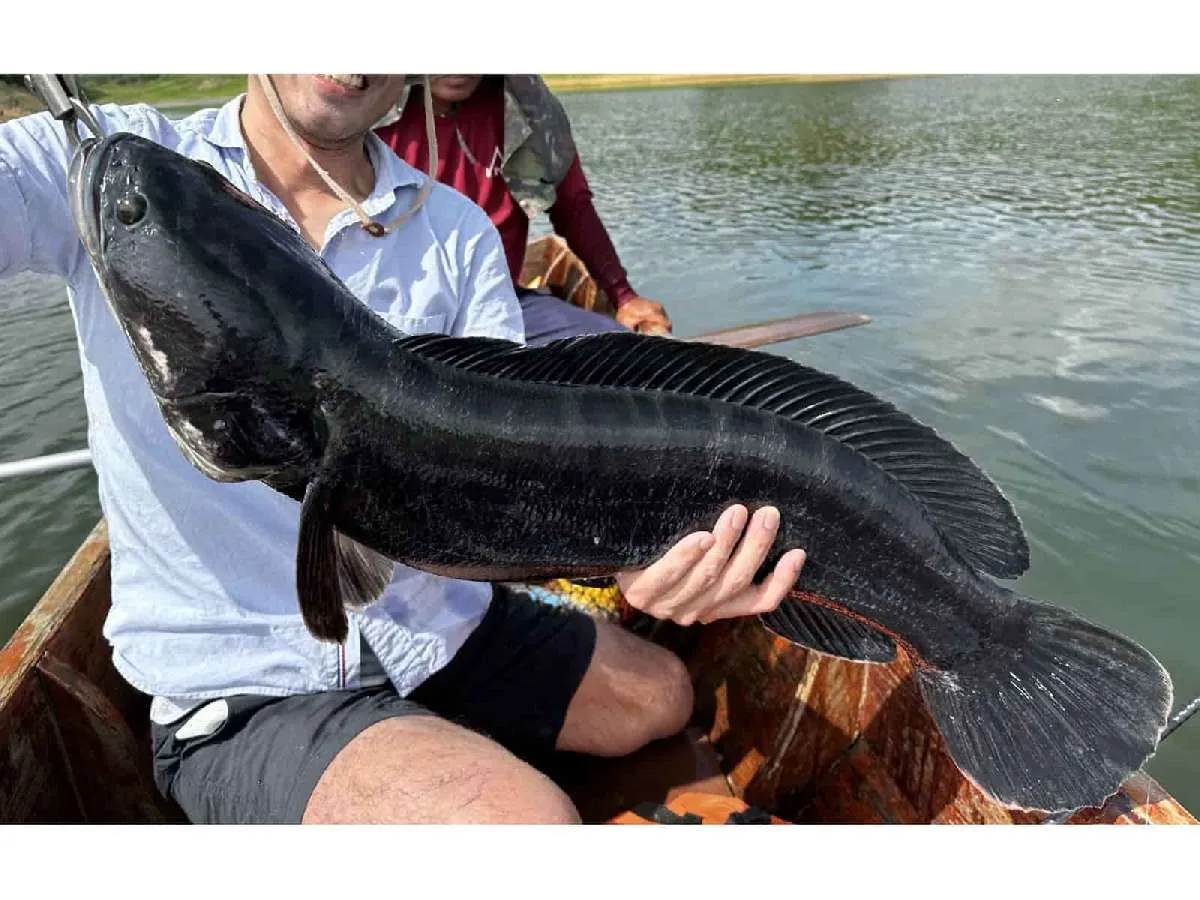I氏のキャッチした14ポンド（約6.35kg）のチャドー。ぱっと見は真っ黒だが、よく見ると深緑の地色が見える。丸太ん棒のように太く、ボディビルダーのような個体だった。©望月俊典