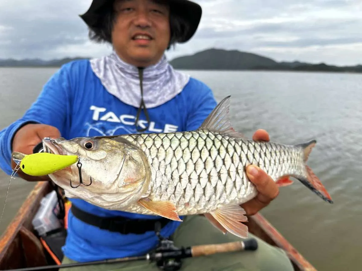 語り部が釣ったプラーカスープ。バスフィッシングのような巻きの釣りにフィットする、好ターゲットだ。ヒットルアーはモデルA 7A（ボーマー）。どこでも頼りになるクランクベイトだ。©石川勝義