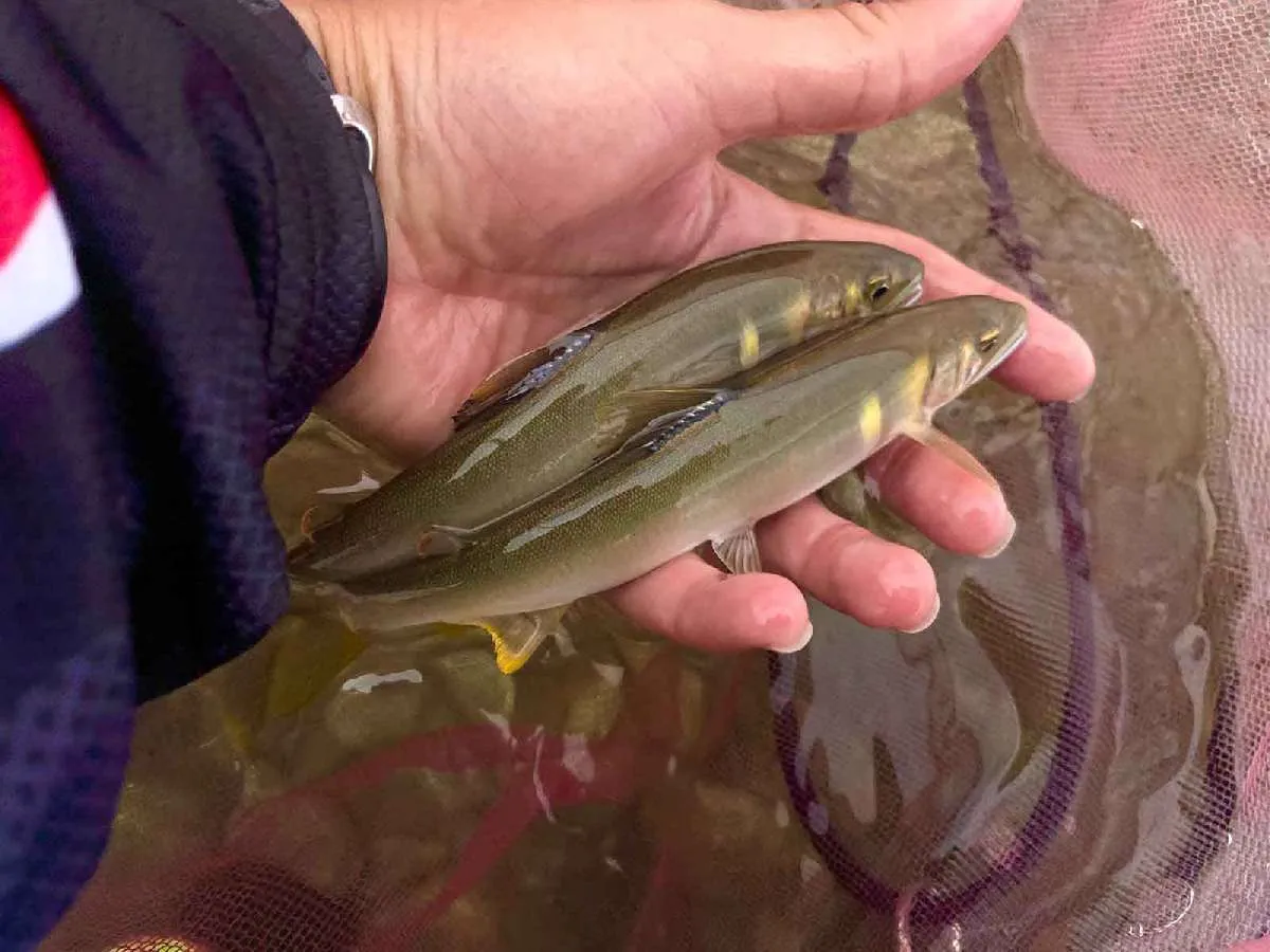 気持ちの良いアタリが続くぞ〜