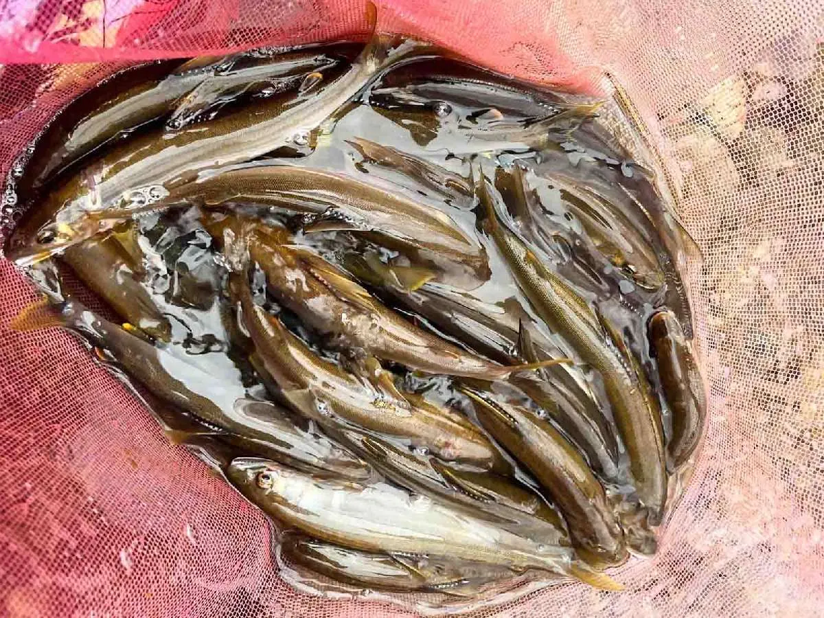 大満足な釣果！今日はよく歩いた〜