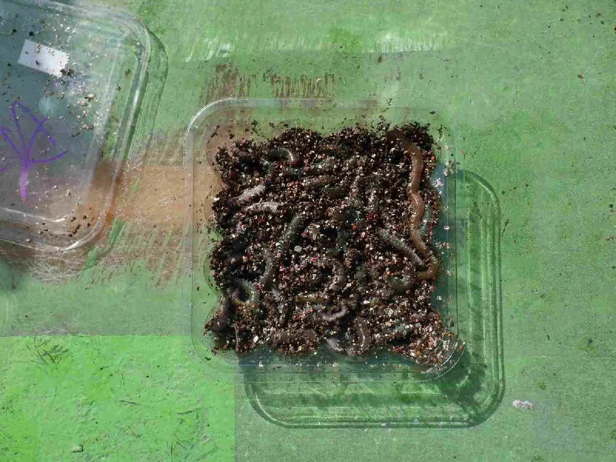 濁った日の“特餌”のアオイソメを持参する人も。©釣りビジョン
