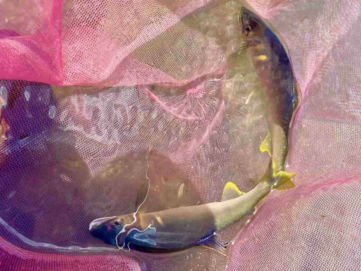 オトリが変われば大アユが連チャン。©釣りビジョン