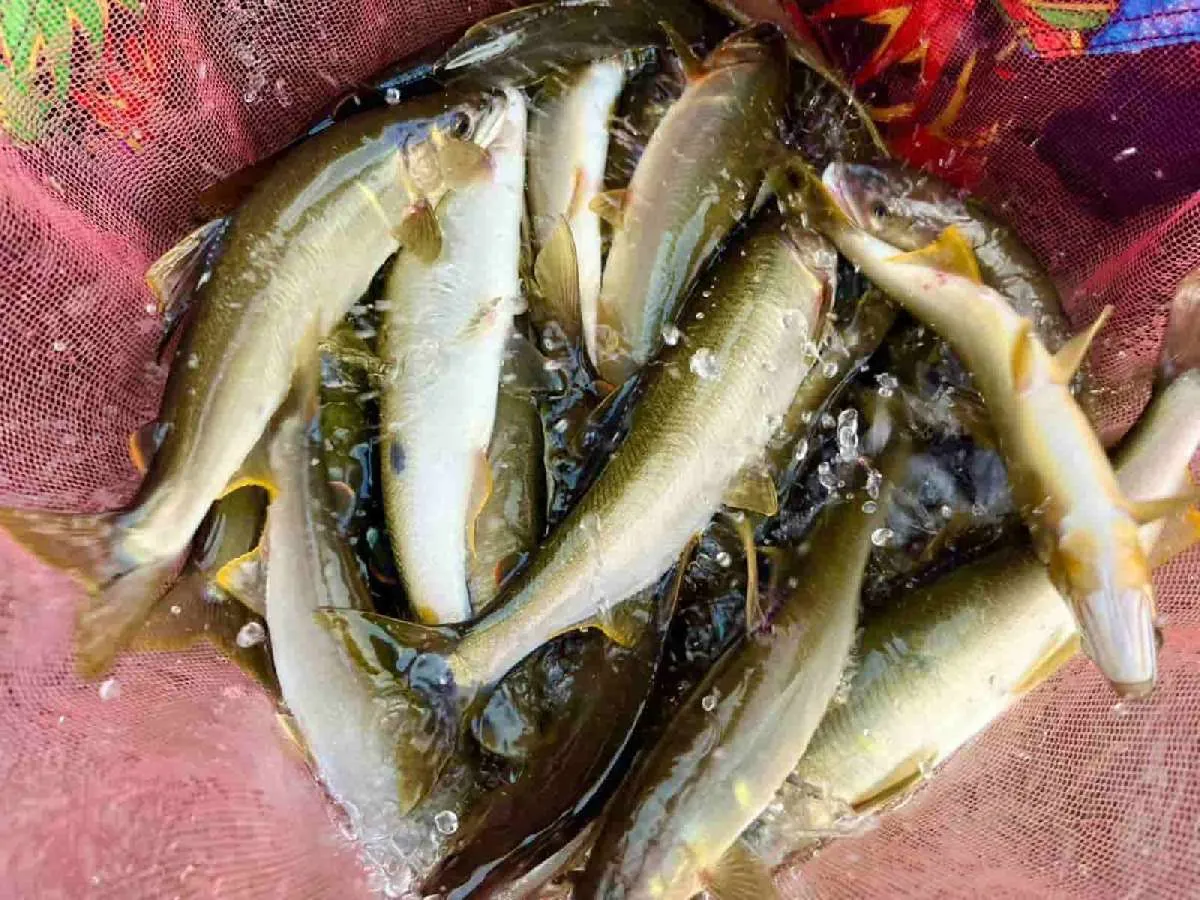 良型の大アユばかり“大漁”で大満足！©釣りビジョン