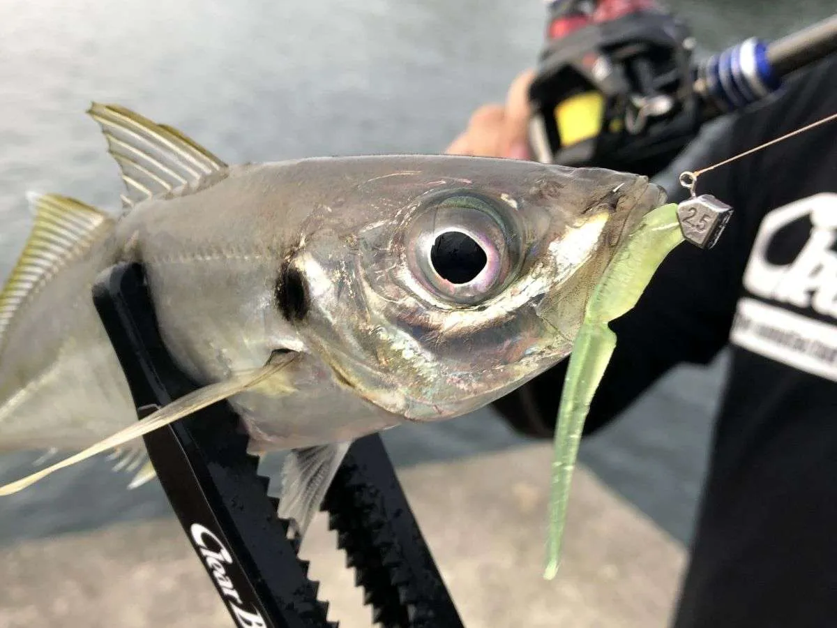 青森県深浦町のマアジ。どのアジもまるく美味しそうだ！©釣りビジョン