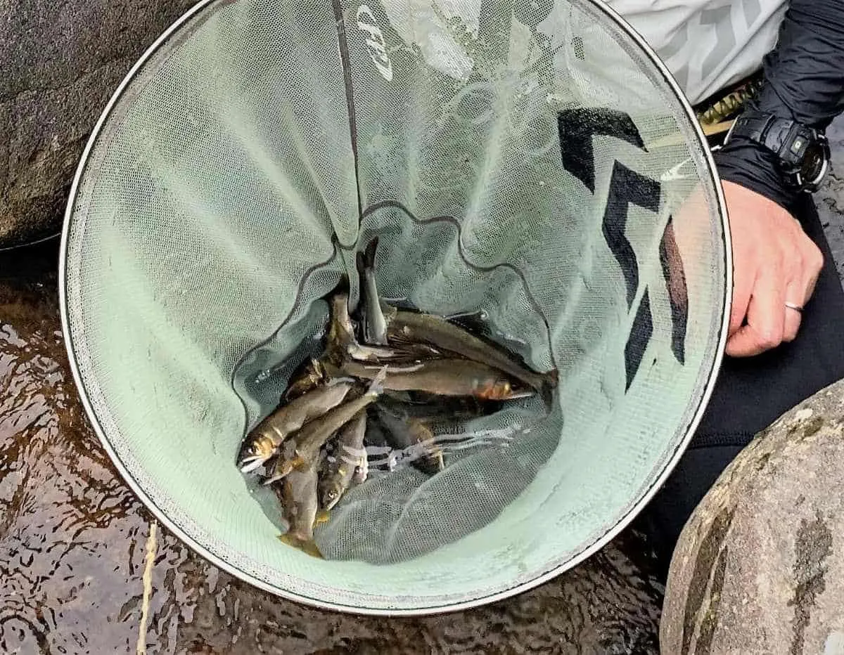 若者の釣果。大物は20㎝はあった。©釣りビジョン