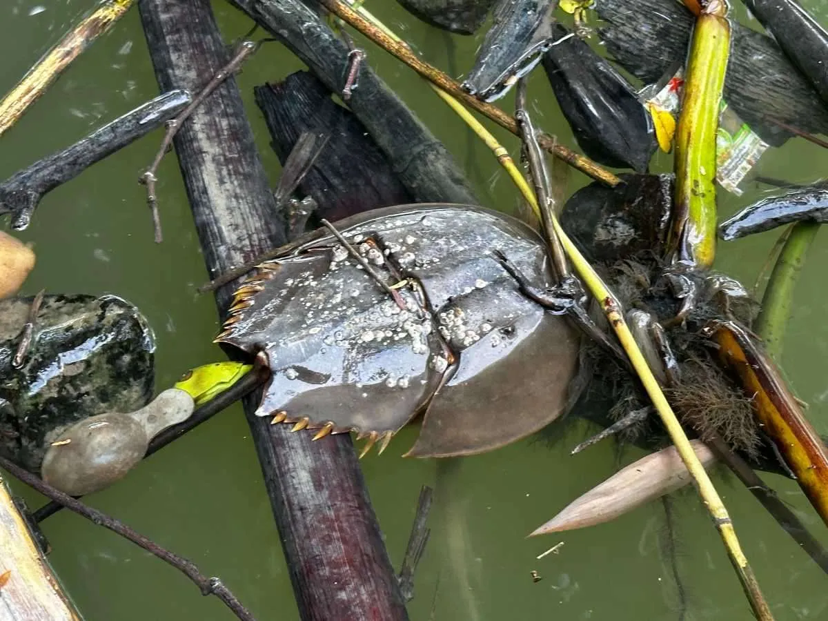 死んではいるが、立派なカブトガニもいた。背中にフジツボが付着している。©望月俊典