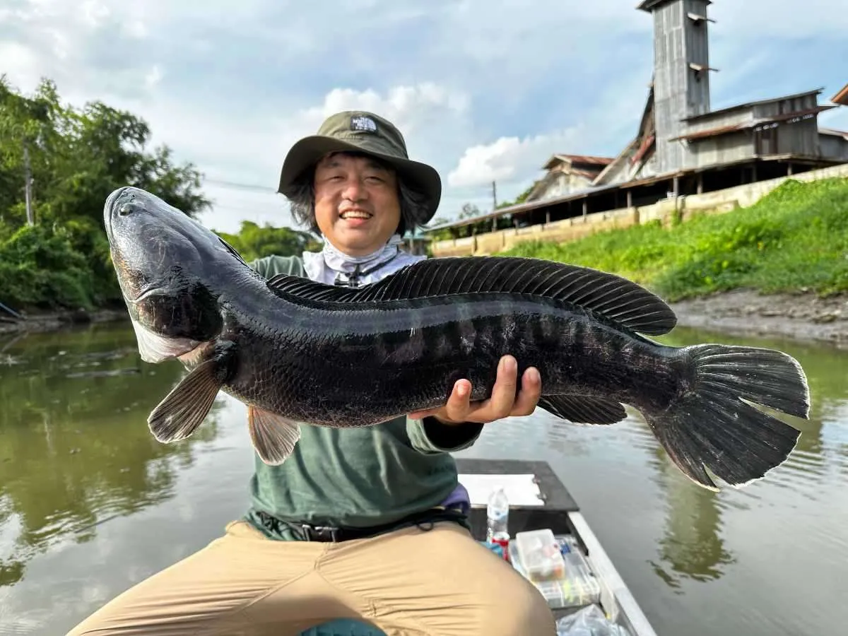 ようやく釣れたビッグチャドー！ 10.5ポンド（約4.8kg）のこれまたマッスルな個体。日本に生息するカムルチーにくらべると、横幅があり、太い。燻し銀の美しさがあるね。©望月俊典
