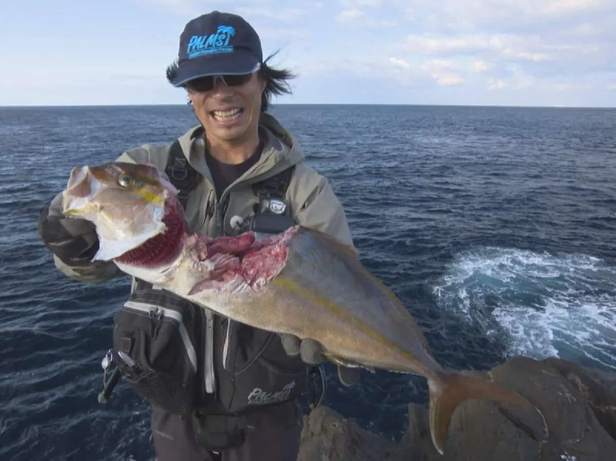 サメの餌食となってしまった良型カンパチ。温暖な海域に生息している為、ファイト中、サメに食べられてしまう事もある。©釣りビジョン