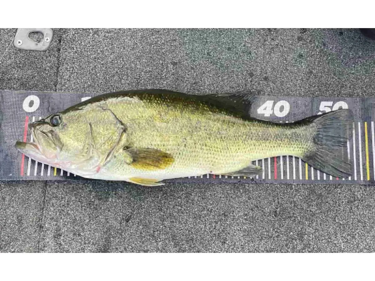 出た瞬間はデカすぎてコイかと思うほどでした。©釣りビジョン