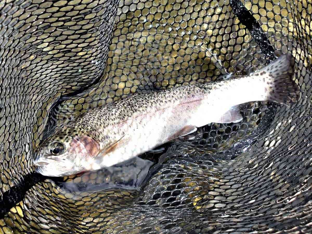 ニジマスの平均サイズは約25cm。魚体もきれい。持ち帰って燻製にする人も少なくない。©釣りビジョン