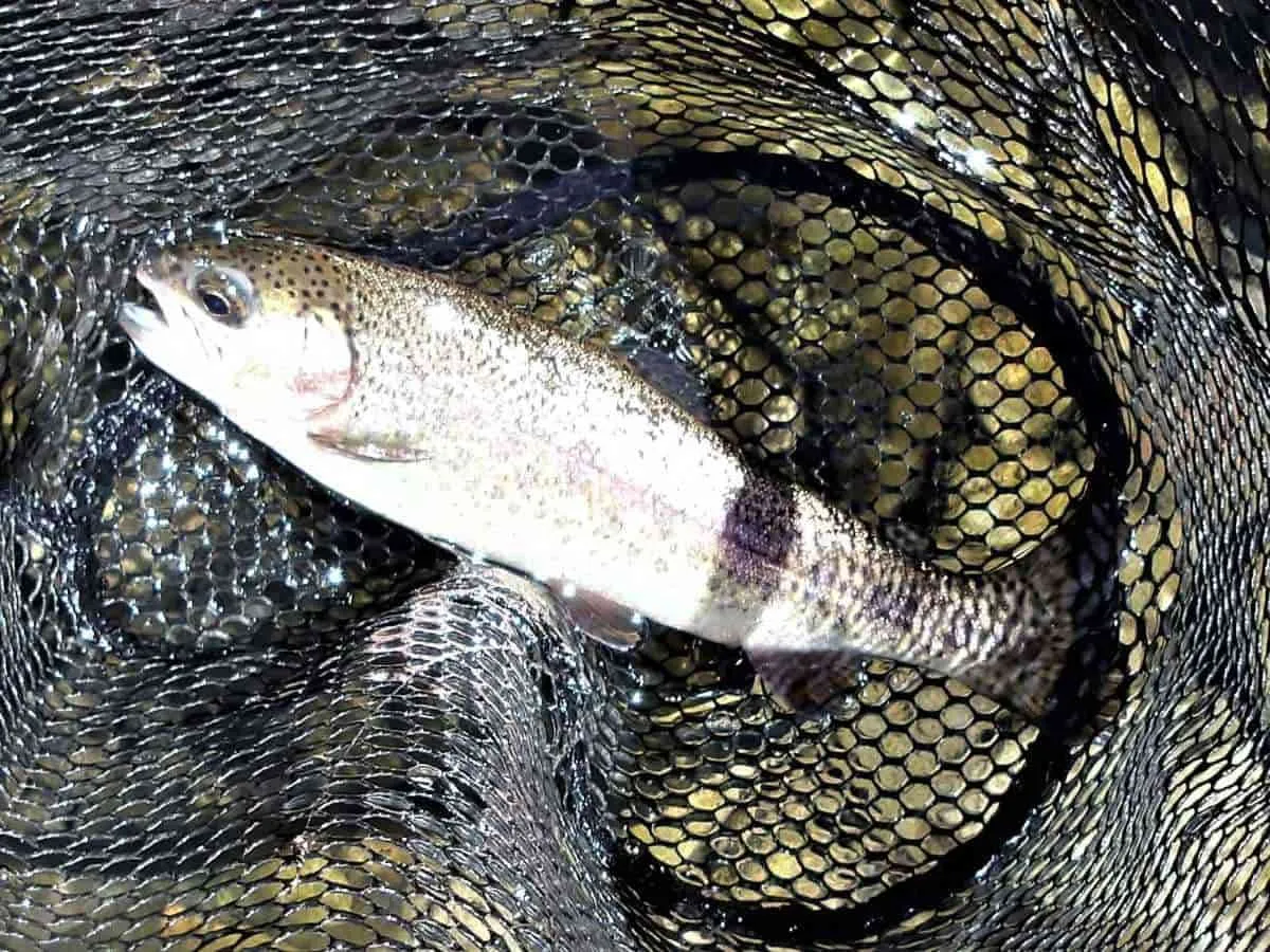 多摩源流サーモンは釣れなかったが、ニジマスはテンカラ毛バリにヒット。©釣りビジョン