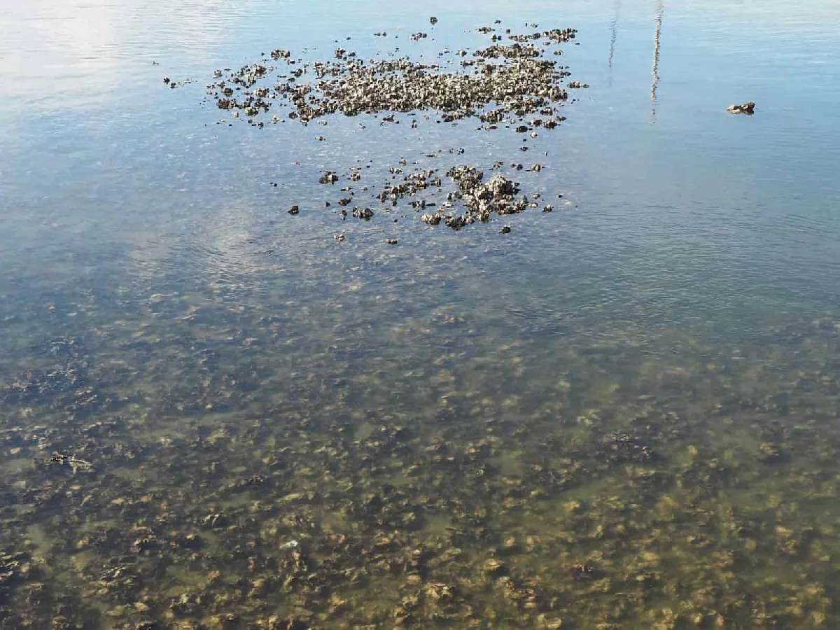 干潮時に撮影したカキ殻エリア。複雑な凹凸があり、カニなどの甲殻類が身を潜める。潮位が上がると目視できなくなり、根がかりの嵐だ。　©釣りビジョン　写真：横沢鉄平
