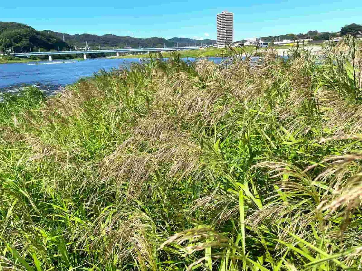 河原にはススキが…空にはたくさんのトンボたちも飛んでいた。秋だね～　©釣りビジョン