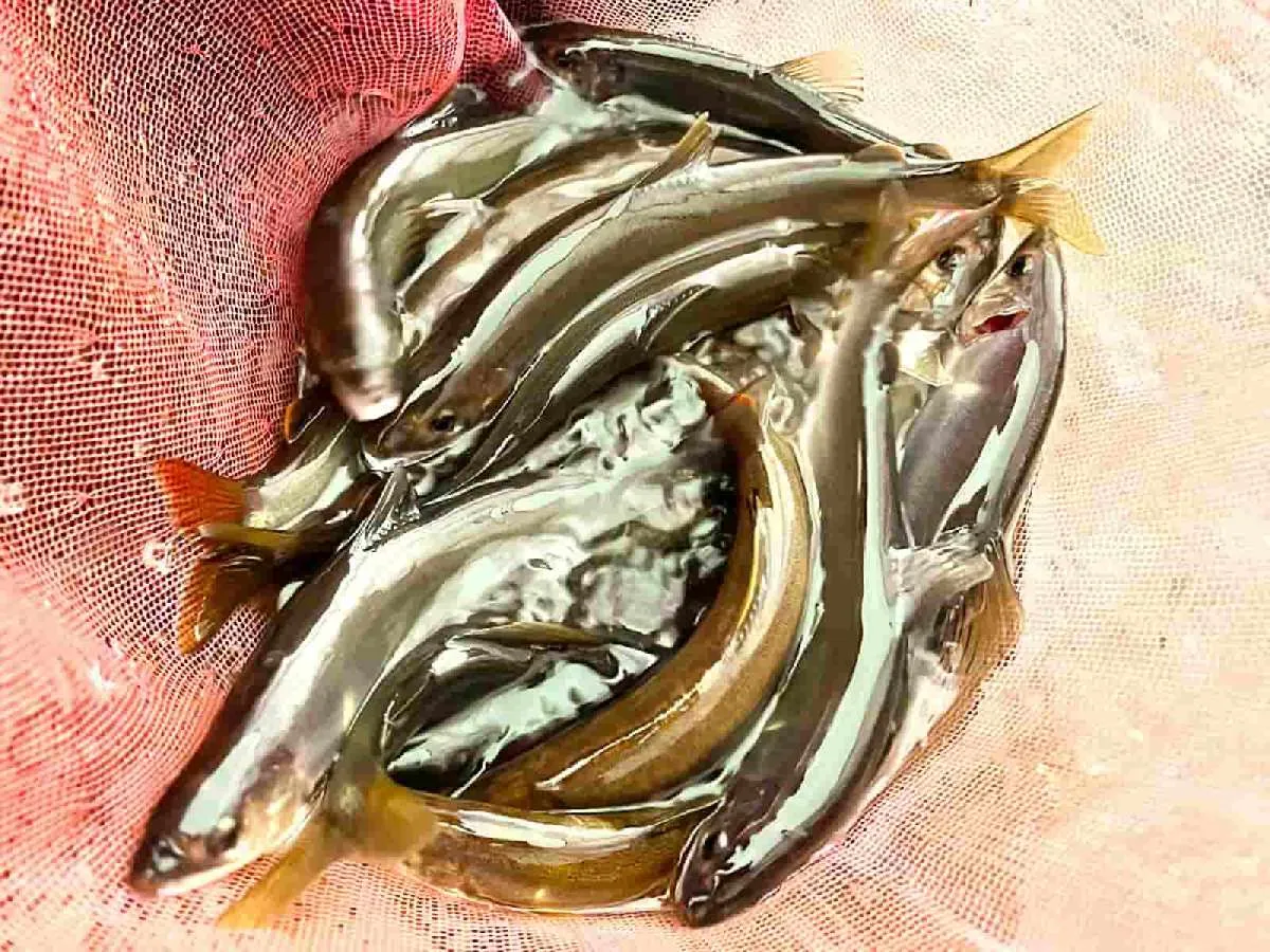 寒かったが来てよかった～！大満足の釣果　©釣りビジョン