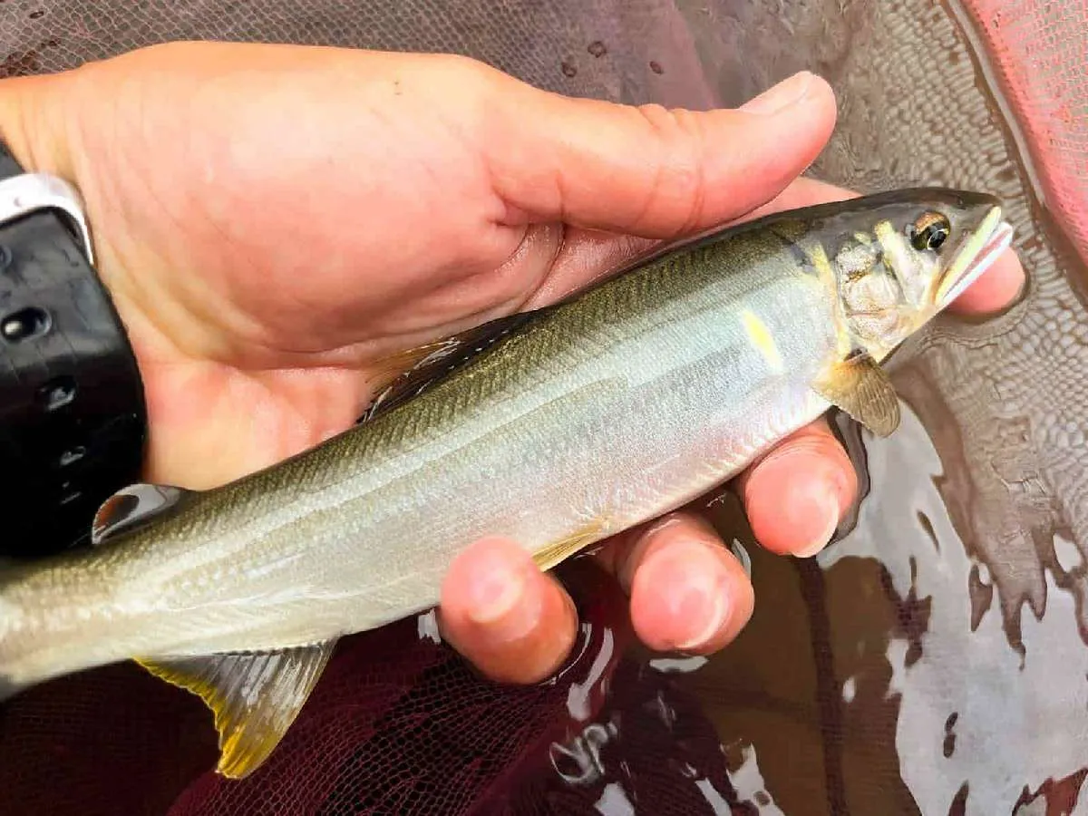 釣れるアユは大小様々。大きなオトリを使うと掛かりが悪くなる事もあった　©釣りビジョン