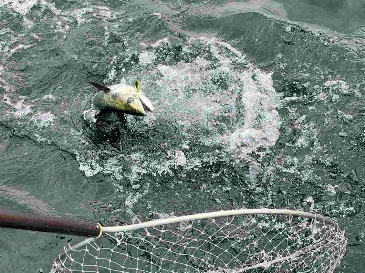 サワラの歯は要注意、小型でもタモ入れを心掛けよう。©釣りビジョン