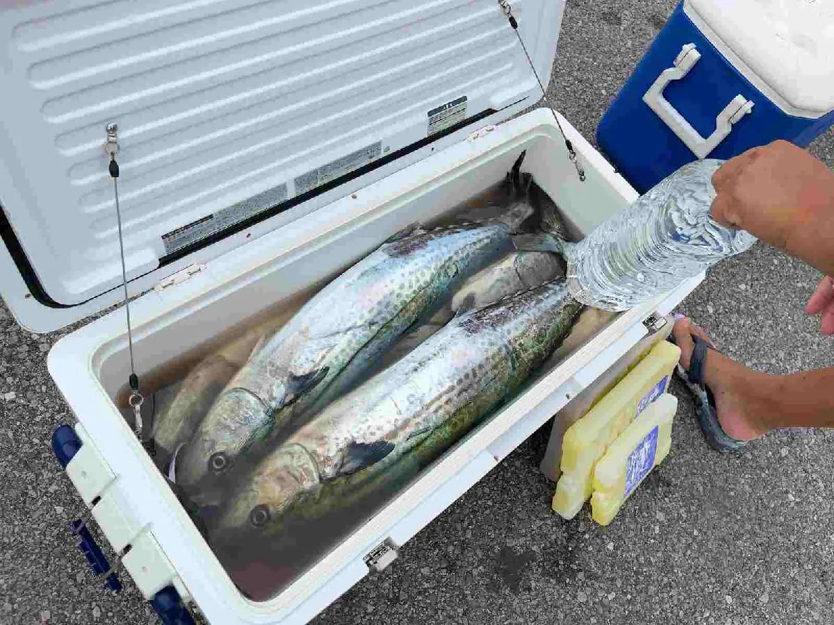 竿頭のクーラー、東京湾の豊穣を垣間見る。©釣りビジョン