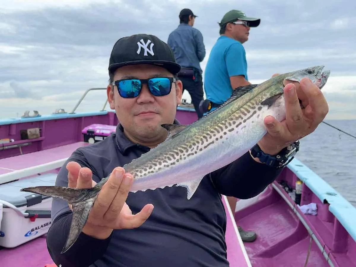 サワラの若魚、サゴシも多い。©釣りビジョン
