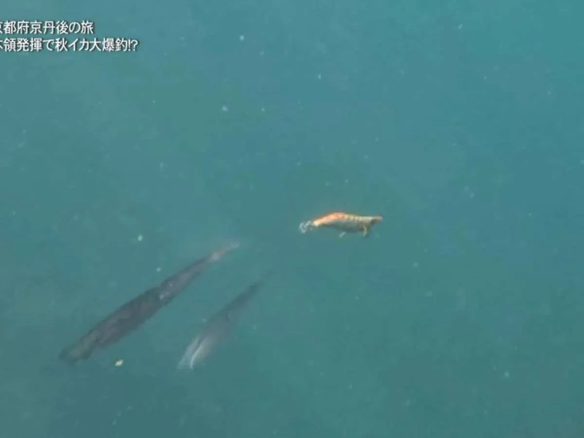 水中カメラの映像から。高活性のアオリイカが勢いよくギューンっと寄ってくる瞬間を収録！©釣りビジョン