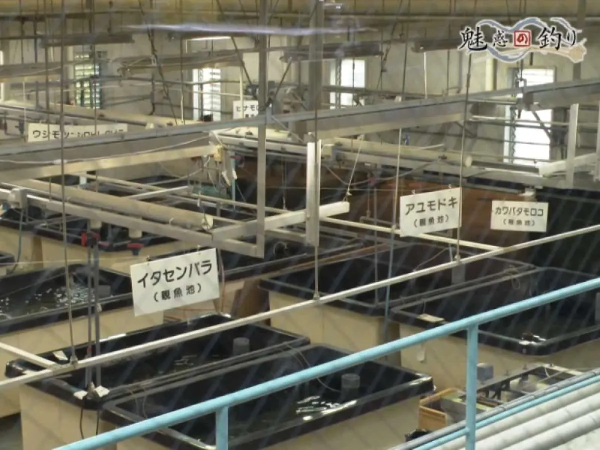 滋賀県立琵琶湖博物館の保護増殖活動。©釣りビジョン