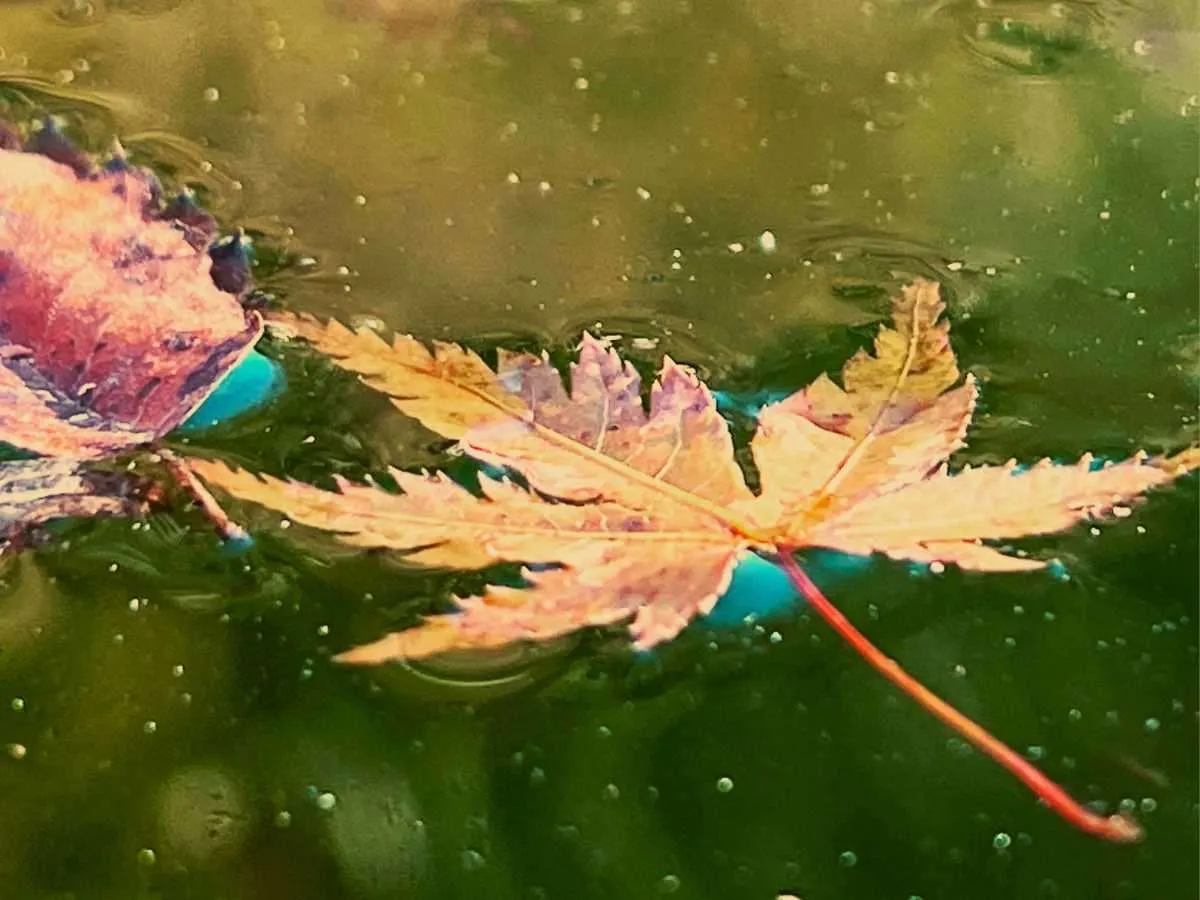 水面に浮かぶ紅葉。©釣りビジョン