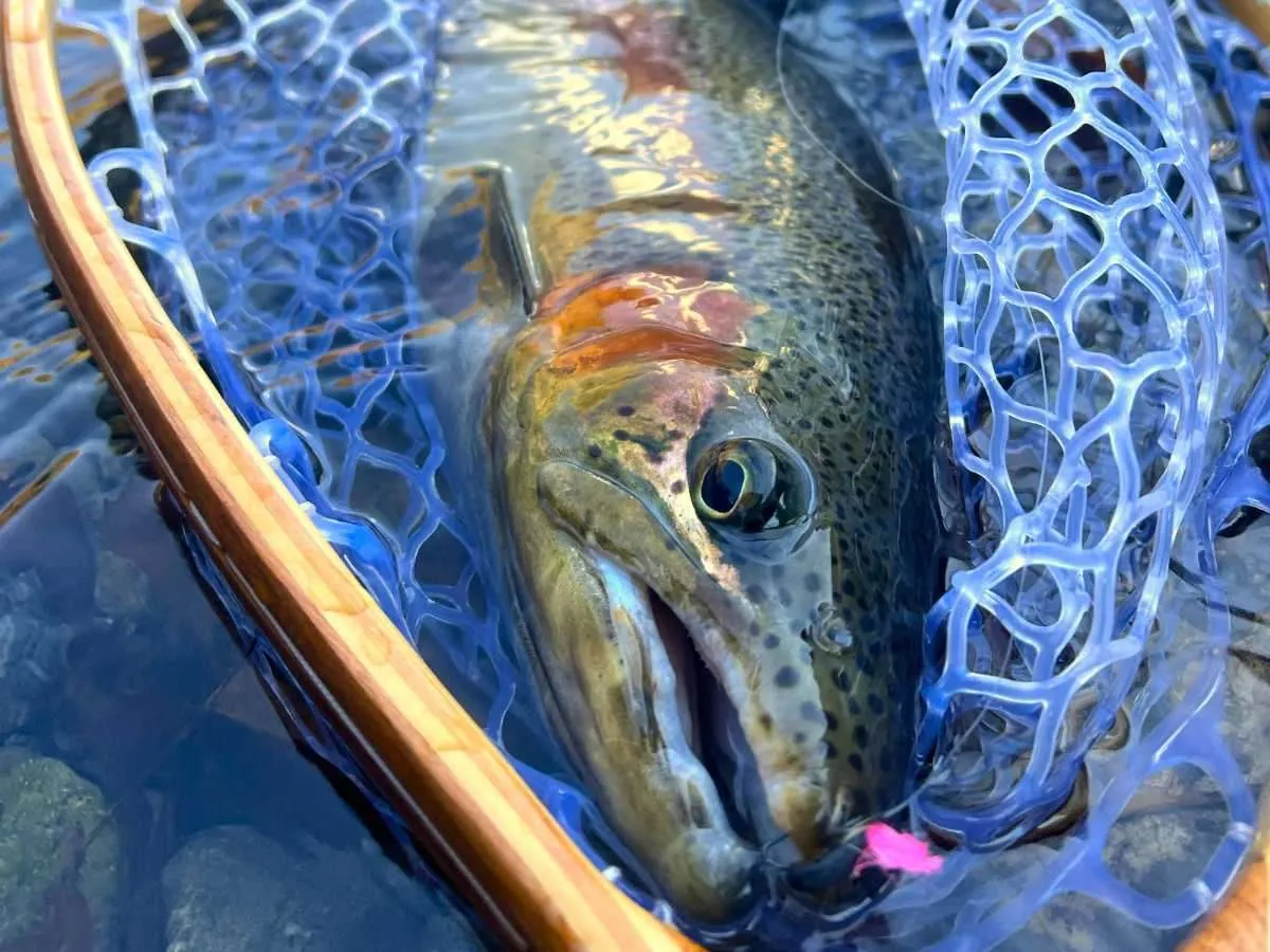魚体にやさしいラバー素材を採用したランディングネット。リリース前提の釣りに最適だ。©釣りビジョン