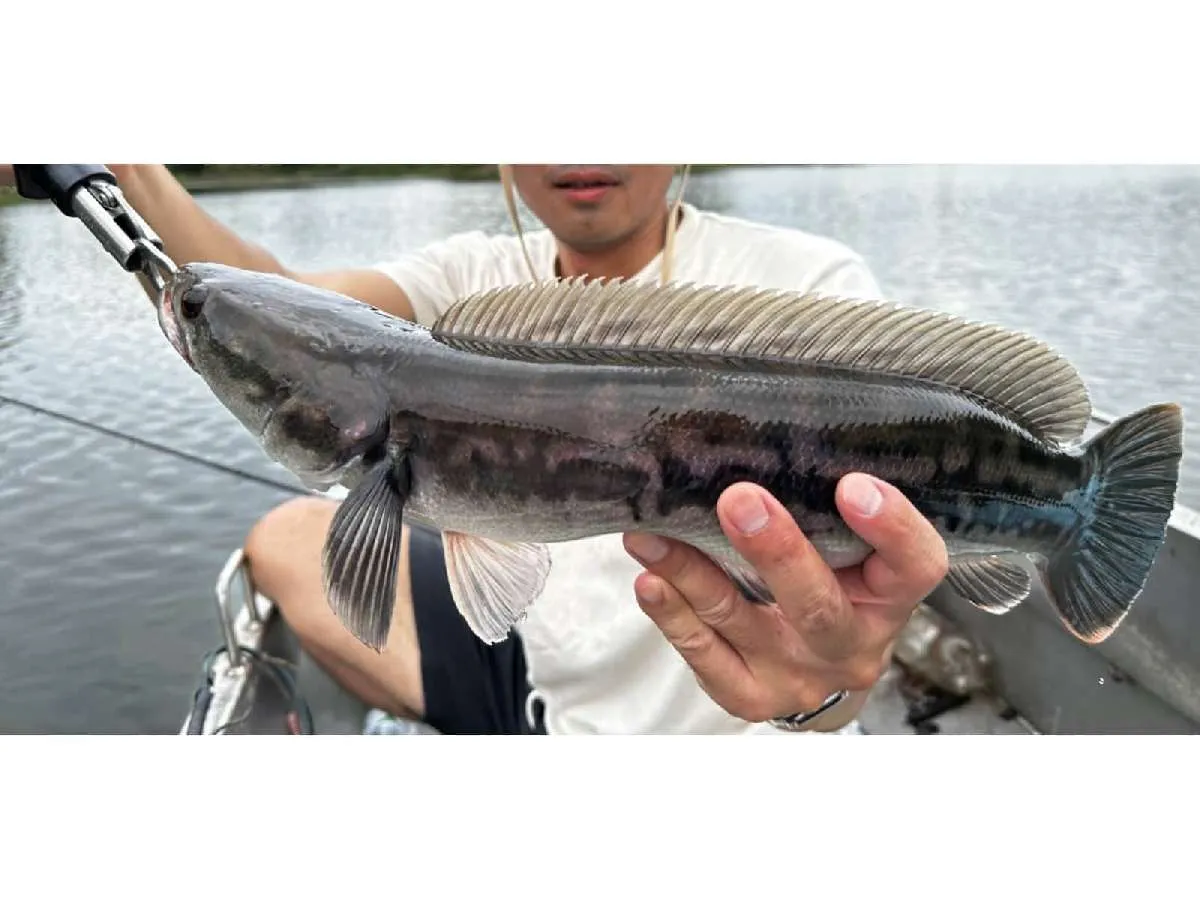 I氏がキャッチしたチャドー。サイズは小さめだが、魚影は濃いぞ。©望月俊典